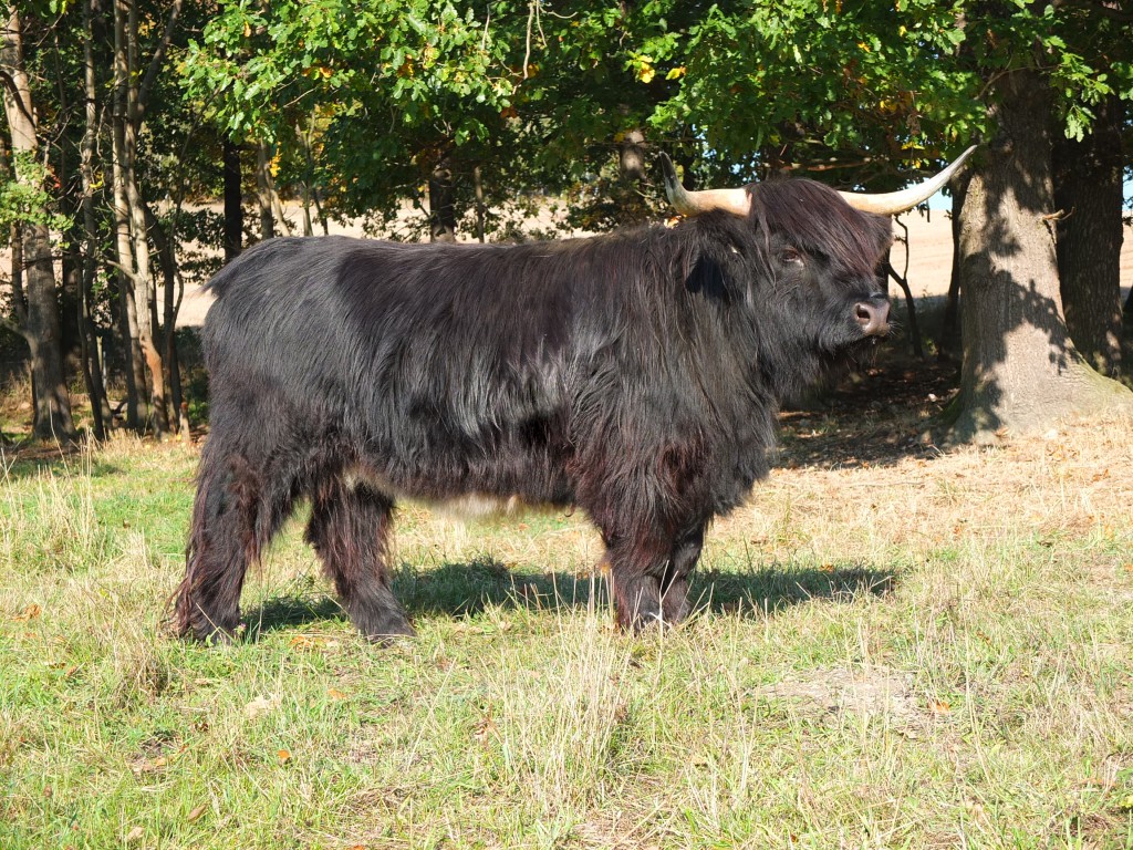 Highland Cattle schwarz
